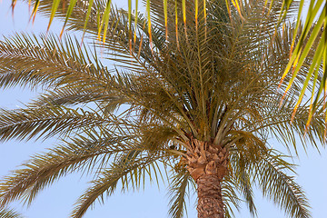 Image showing Palm tree in Egypt.