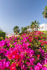 Image showing pink bougainvillea, Sharm el Sheikh, Egypt.