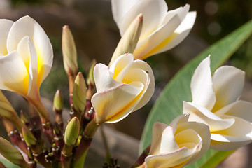 Image showing white frangipani flowers with leaves