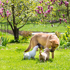 Image showing Mixed-breed cute little dog family.