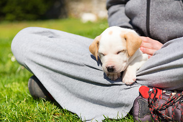 Image showing Mixed-breed cute little puppy in lap.