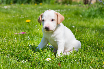 Image showing Mixed-breed cute little puppy on grass.