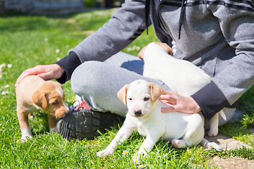 Image showing Mixed-breed cute little puppy in lap.