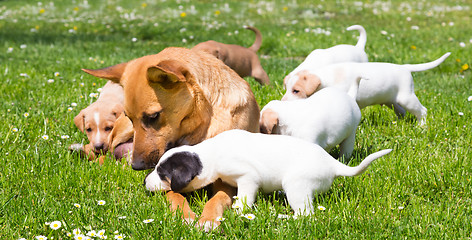 Image showing Mixed-breed cute little dog family.