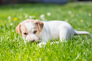 Image showing Mixed-breed cute little puppy on grass.