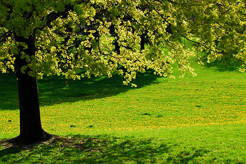 Image showing Spring tree