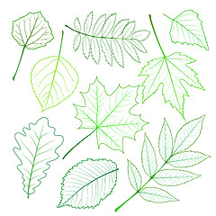 Image showing Collection of green leaves. 