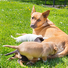 Image showing Mixed-breed cute little dog family.