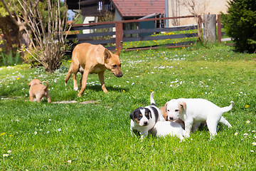 Image showing Mixed-breed cute little dog family.