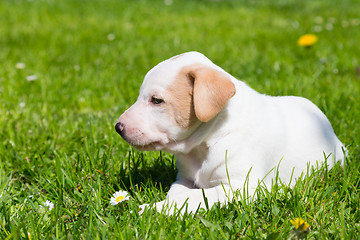 Image showing Mixed-breed cute little puppy on grass.