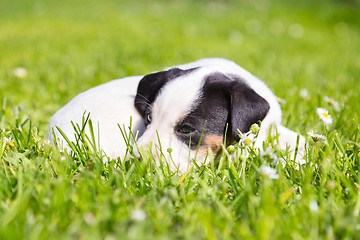 Image showing Mixed-breed cute little puppy on grass.