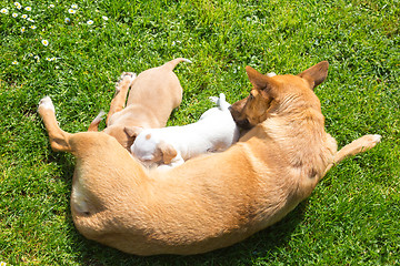 Image showing Mixed-breed cute little dog family.