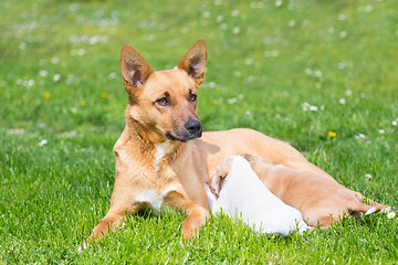 Image showing Mixed-breed cute little dog family.