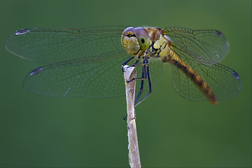 Image showing front of wild black yellow dragonfly