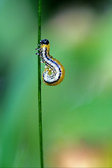 Image showing curved yellow caterpillar 