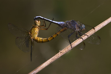 Image showing reproduction of two wild yellow  blue  dragonfly