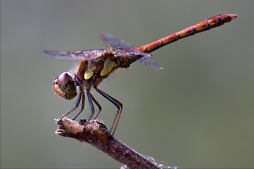 Image showing wild red yellow dragonfly