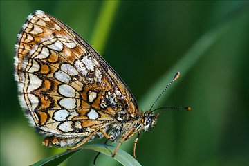 Image showing wild orange  butterfly  on a green leaf