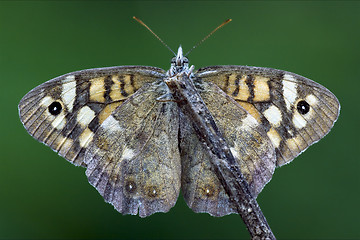 Image showing front of wild brown grey orange butterfly 