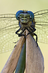 Image showing front of  wild  yellow anax imperator 