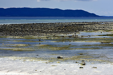 Image showing little bird beach sky in  madagascar