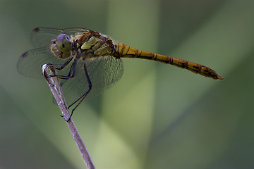 Image showing  wild black yellow dragonfly 