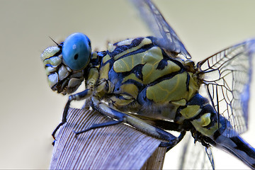 Image showing black yellow dragonfly anax imperator 
