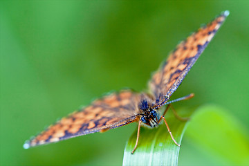 Image showing front of wild brown orange butterfly  