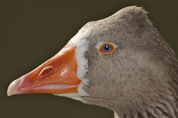 Image showing brown and grey duck 