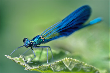 Image showing  coenagrion puella on a leaf