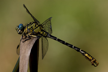 Image showing  black yellow anax imperator