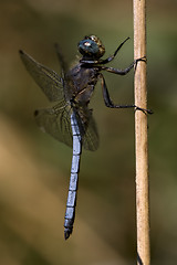 Image showing  brachytron pratense  in the bush