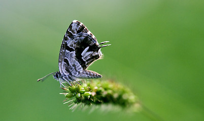 Image showing utterfly  on a green