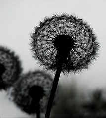 Image showing Silhouette of dandelion