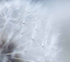 Image showing Dandelion