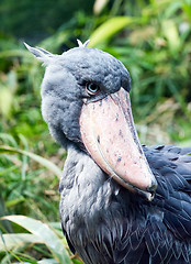 Image showing Shoebill