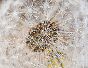 Image showing Dandelion