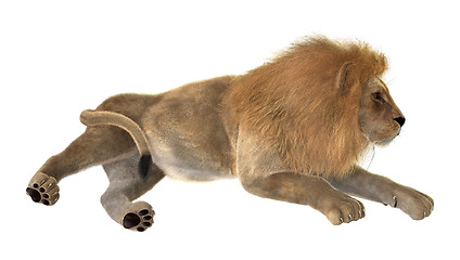 Image showing Male Lion