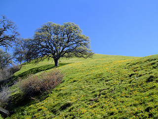 Image showing  Wildflower Hill