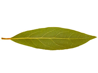 Image showing Retro look Laurel Bay tree leaf isolated