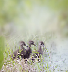 Image showing Limpkin Chicks