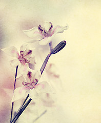 Image showing Grunge Orchid Flowers