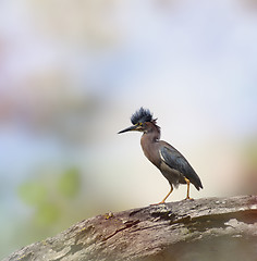 Image showing Green Heron