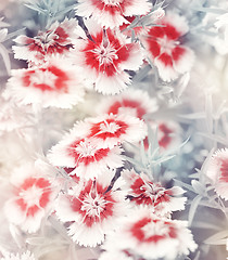 Image showing Carnation Flowers Background