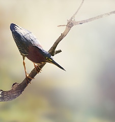 Image showing Green Heron