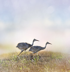 Image showing Sandhill Crane Chicks