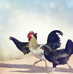 Image showing Rooster and Chickens.