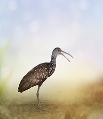 Image showing Limpkin Bird