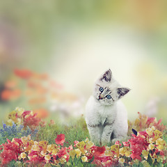 Image showing White Kitten in Flowers