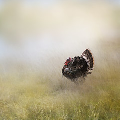 Image showing Turkey Male